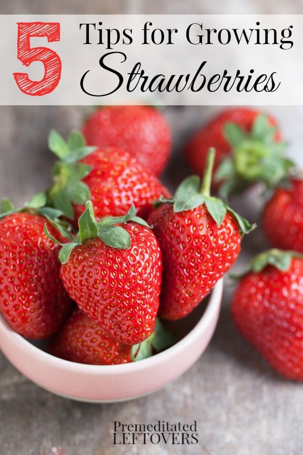 5 Tips for Growing Strawberries including how to grow strawberries from seed, how to grow strawberries in a raised plot, and where to plant strawberries.