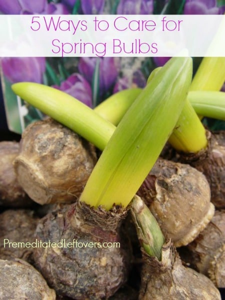 5 Ways to Care for Spring Bulbs