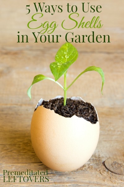How to use egg shells in your garden - 5 ways to use egg shells in your garden