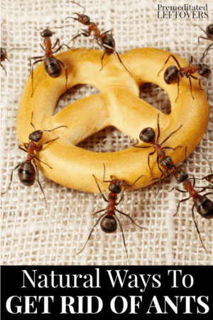 ants on a pretzel