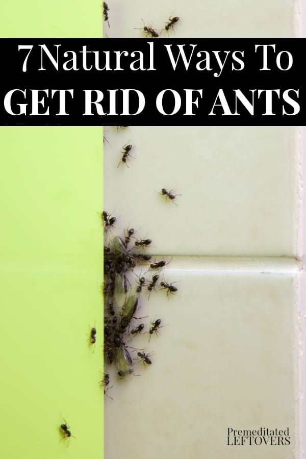 7 Ways To Get Rid Of Ants Naturally