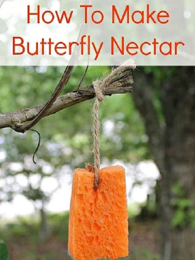 How to Make Butterfly Nectar Story