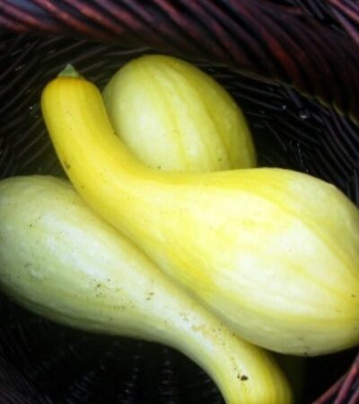 squash2