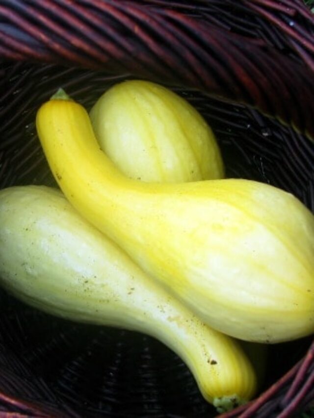 Secrets to Growing Summer Squash Story