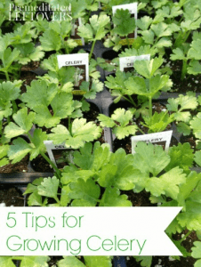 5 Tips for Growing Celery