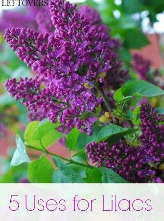 5 Uses for Lilacs