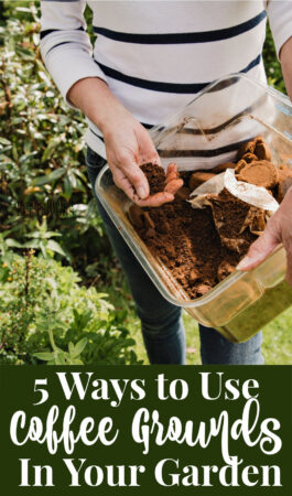 5 Ways to Use Coffee Grounds in Your Garden