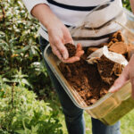 how to use old coffee grounds in your garden