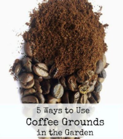 Don't toss your coffe grounds in the trash. Instead choose one of the five ways to use coffee grounds in the garden.