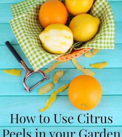 How to use Citrus Peels in your Garden