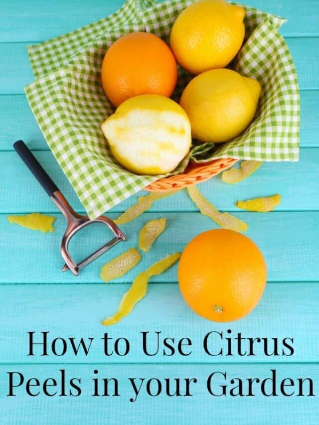 5 Creative Ways To Use Citrus Peels In Your Garden Story Premeditated
