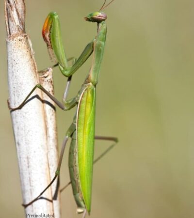 praying mantis on a stick