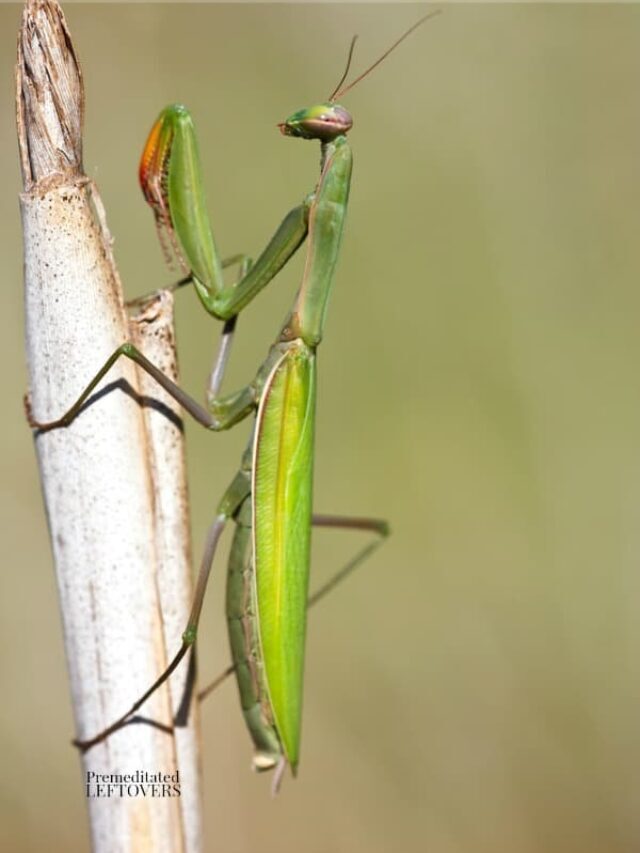 How to Attract Praying Mantis to your Garden Story