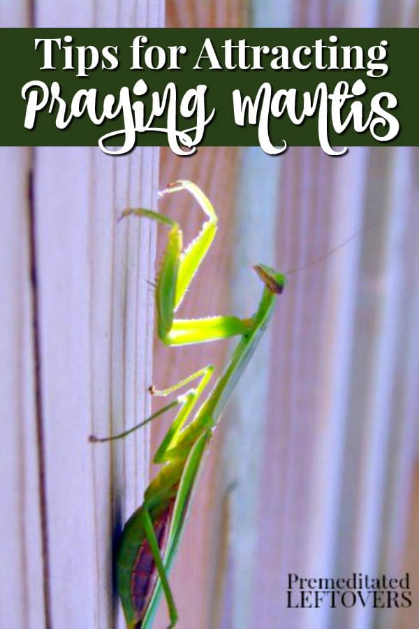 praying mantis on a fence in the backyard