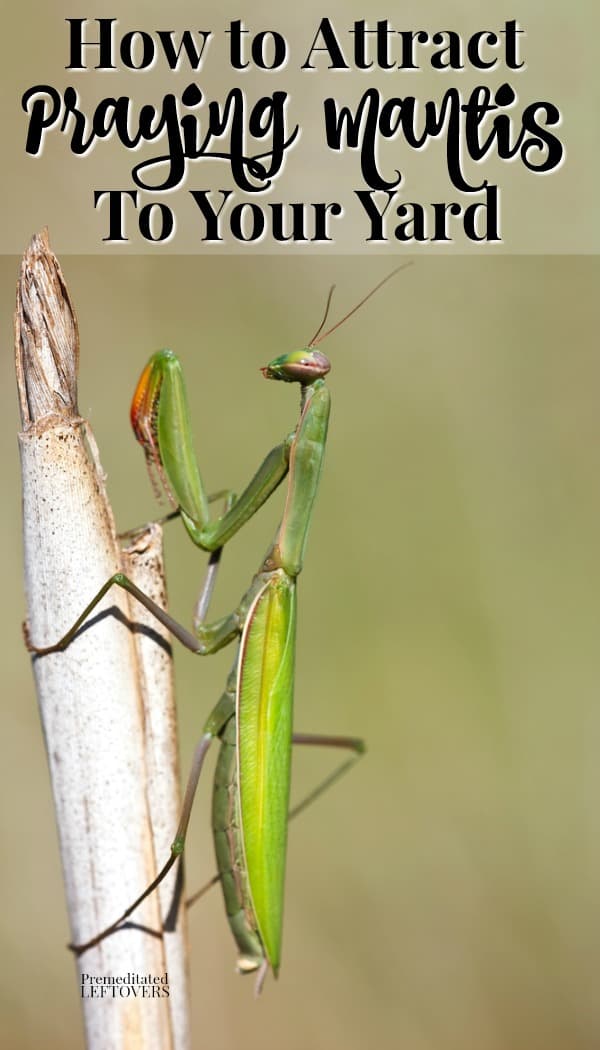 Praying mantis provide natural pest control in your garden! Use these tips for attracting praying mantis to your yard to help provide an organic solution to garden pests.
