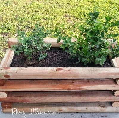 DIY Planter Box filled with Blueberries