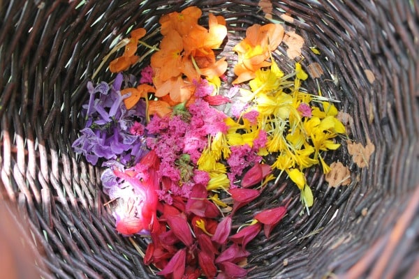 Collecting flowers to use to make water color paints