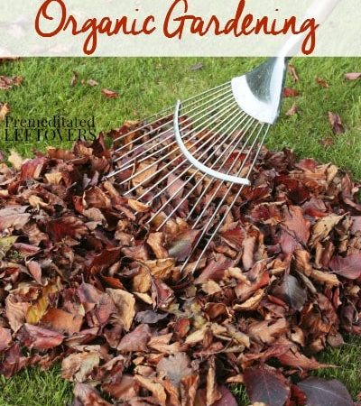 how to make leaf mold for organic gardening