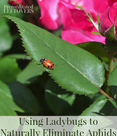 Using Ladybugs to Naturally Eliminate Aphids - A pesticide-free approach to dealing with pests in the garden
