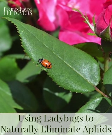 Using Ladybugs to Naturally Eliminate Aphids - Adelphi University uses organic gardening methods like using ladybugs to eliminate aphids. #AdelphiFreshAir 