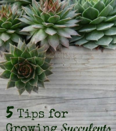 5 Tips for growing succulents