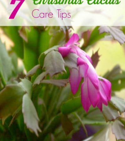 Christmas Cactus Care Tips- Growing a Christmas Cactus can be easy and rewarding. These tips will ensure a healthy cactus that will bloom year after year.