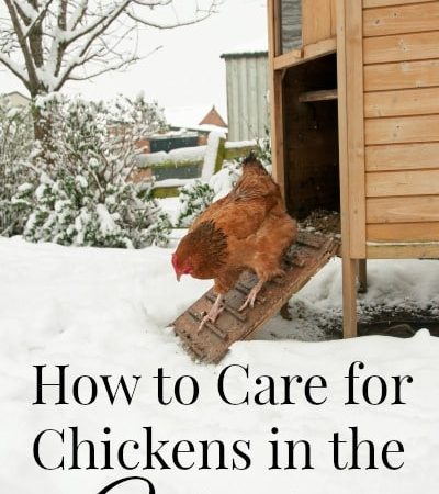 How to Care for Chickens in the Winter- Winter is creeping in! Take these extra measures to keep your chickens safe and warm through the cold months ahead.