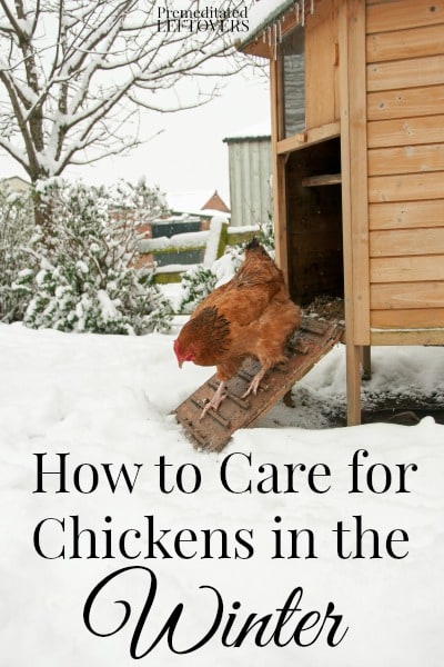 How to Care for Chickens in the Winter- Winter is creeping in! Take these extra measures to keep your chickens safe and warm through the cold months ahead. 