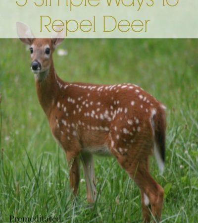 5 Natural Ways to Repel Deer - Here are 5 natural ways to repel deer that will keep the deer out of your garden without harming them.