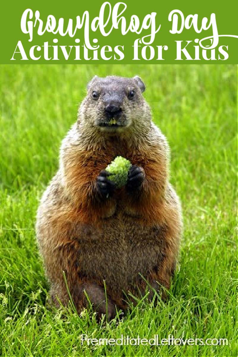 a groundhog in a field of grass.