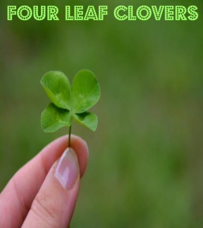 How to Dry and Press Clovers