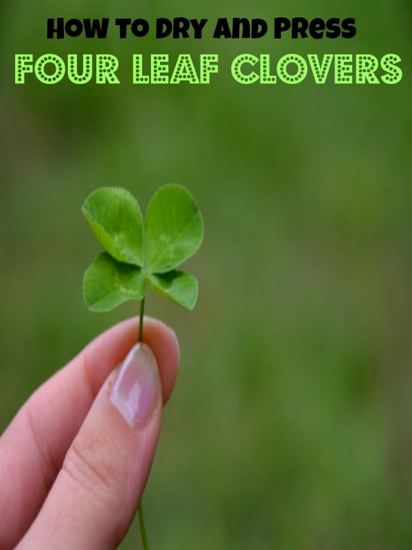 fourleaf2