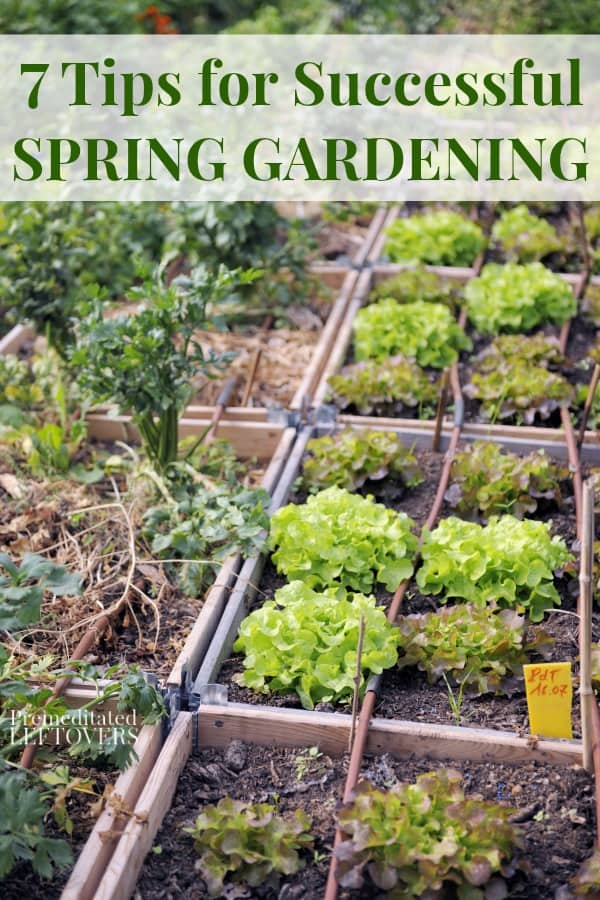 Spring vegetables growing in raised garden beds