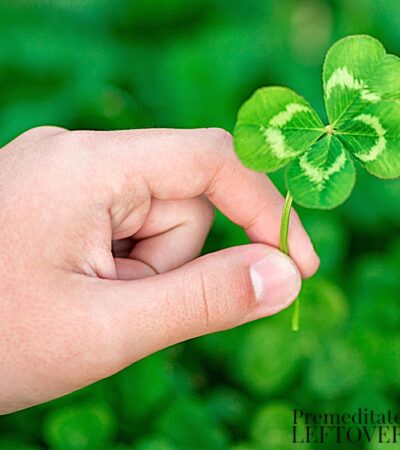 Close-up of a true four leaf clover in hand.