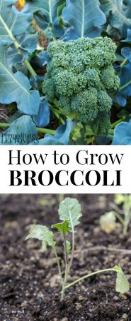 How to Grow Broccoli in your garden
