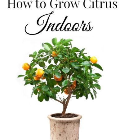 How to Grow Citrus Indoors