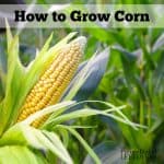 How to Grow Corn in Your Garden - From Seed to Harvest