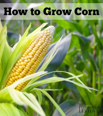 Want to learn how to Grow Corn? Use these tips for Growing Corn, including how to plant corn seeds, how to care for corn seedlings, and how to harvest corn.