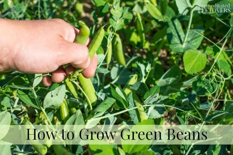 How to Grow Green Beans in Your Garden - From Seed to Harvest