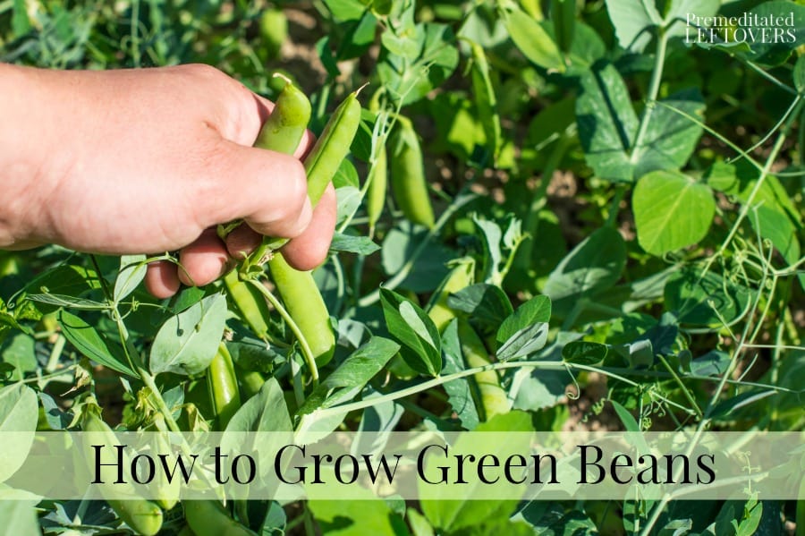 How to Grow Green Beans in the Garden