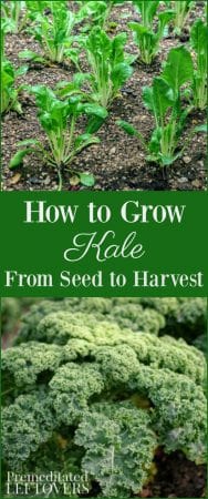 Tips for Growing Kale in Your Garden including how to grow kale from seed, when to plant kale, how to transplant kale, & when and how to harvest kale plants.