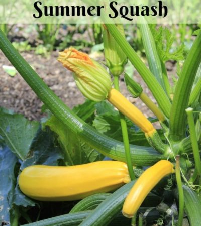 How to Grow Summer Squash in the Garden