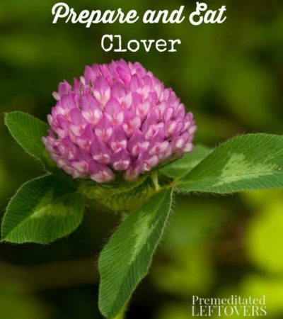 How to prepare and eat clover
