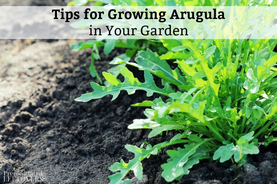 Tips for Growing Arugula in Your Garden