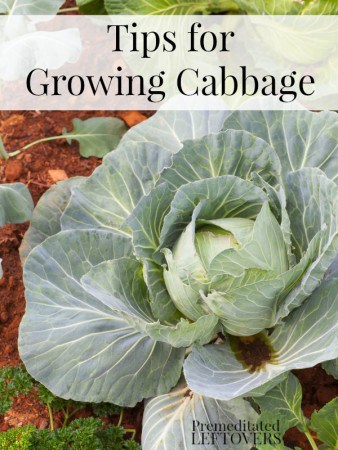 Tips for Growing Cabbage in Your Garden