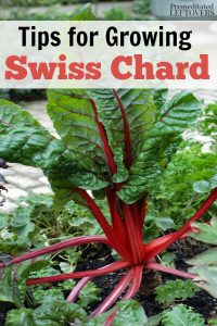 Tips for Growing Swiss Chard in Your Garden - How to grow Swiss Chard from seed, how to transplant Swiss chard sprouts & when to harvest Swiss chard plants.