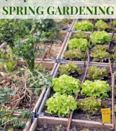 Spring vegetables growing in raised garden beds