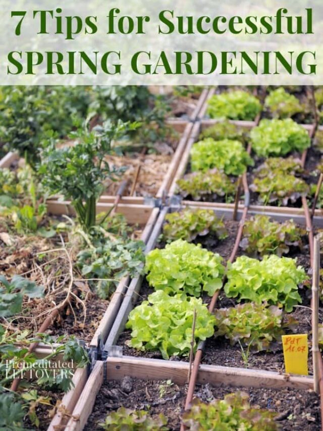 7 Tricks for Successful Spring Gardening Story