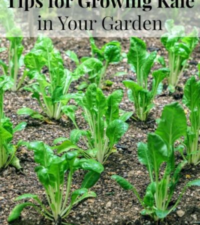 Tips for growing kale in your garden including how to grow kale from seed, when to plant kale, how to transplant kale, and how to harvest kale plants