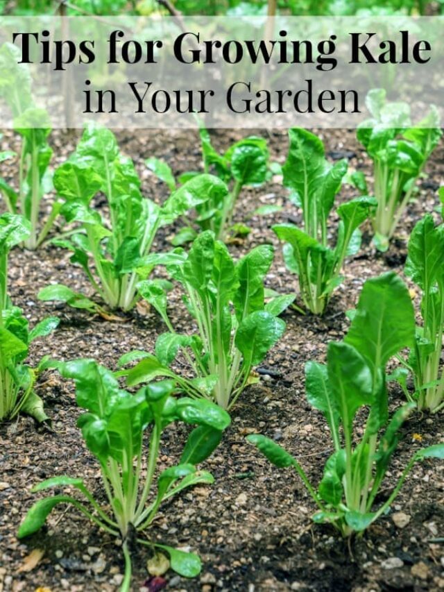 Tips for Growing Kale in Your Garden Story